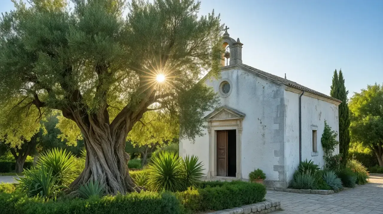 Ancient gnarled olive tree beside a whitewashed stone chapel in Mediterranean afternoon light